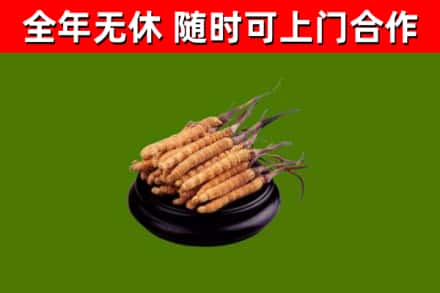 永春县烟酒回收冬虫夏草.jpg